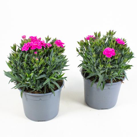 Dianthus caryophyllus 'Peman'