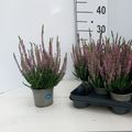 Calluna vulgaris BEAUTY LADIES LUKA