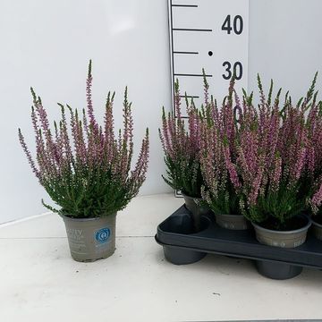 Calluna vulgaris BEAUTY LADIES LUKA