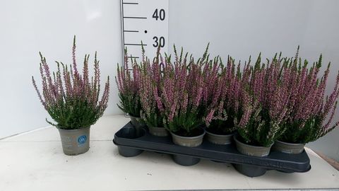 Calluna vulgaris BEAUTY LADIES LUKA