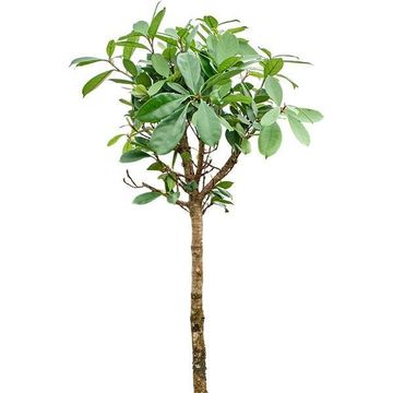 Ficus cyathistipula