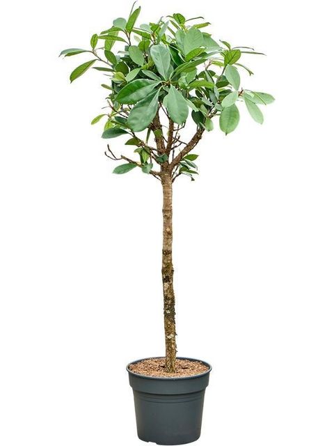 Ficus cyathistipula
