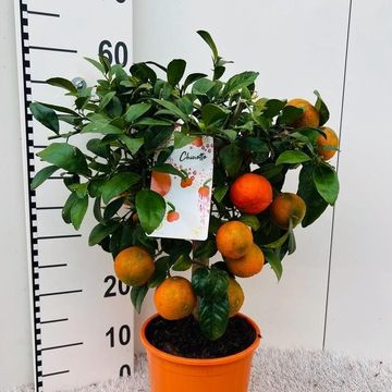 Citrus x limonia 'Rangpur'