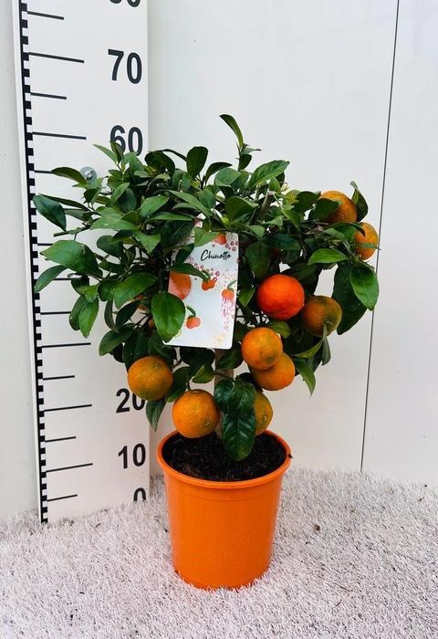 Citrus x limonia 'Rangpur'