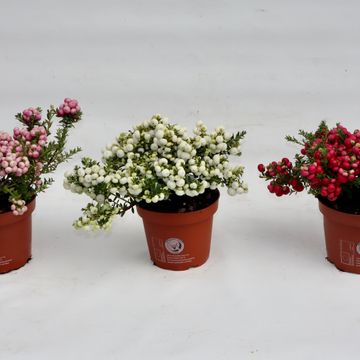 Gaultheria mucronata MIX