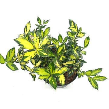 Ilex aquifolium 'Myrtifolia Aurea Maculata'