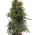 Ficus binnendijkii 'Amstel King'