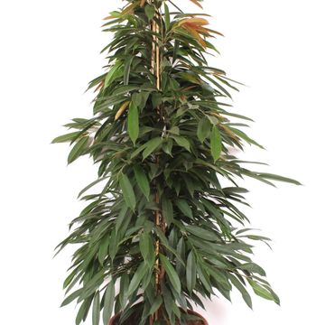 Ficus binnendijkii 'Amstel King'