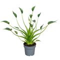 Alocasia 'Tiny Dancer'