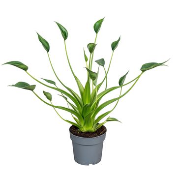 Alocasia 'Tiny Dancer'