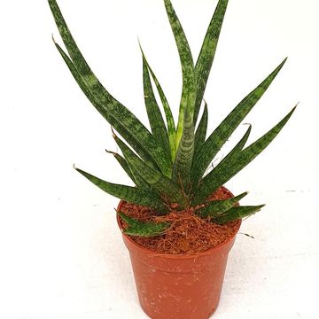 Sansevieria 'Swing'