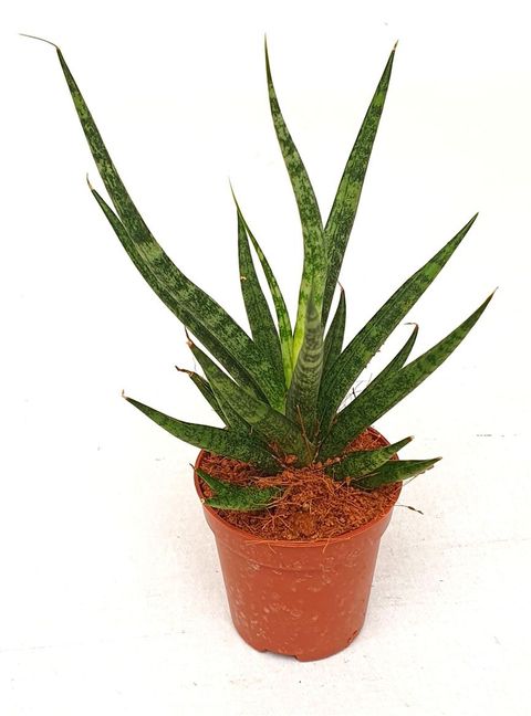 Sansevieria 'Swing'