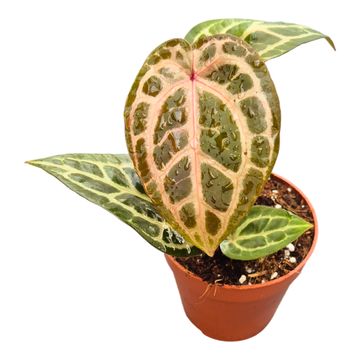 Anthurium DocBlock Anthurium Thor's Lightning® '30' X Home Sweet Home® '32'