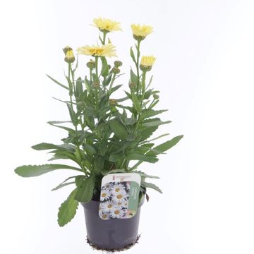 Leucanthemum WESTERN STAR LEO YELLOW