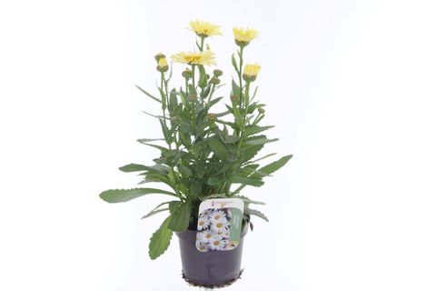 Leucanthemum WESTERN STAR LEO YELLOW