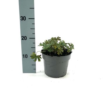 Geranium sanguineum 'Album'