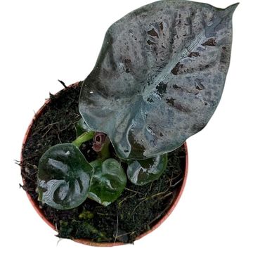 Alocasia infernalis BLACK MAGIC