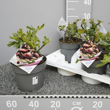 Ficus carica LITTLE MISS FIGGY
