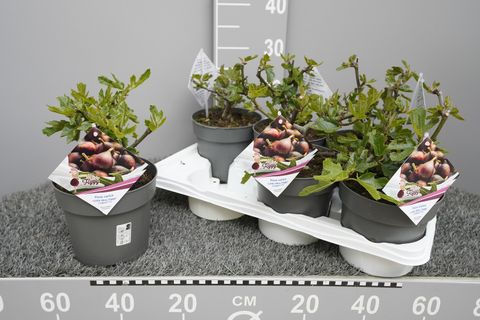 Ficus carica LITTLE MISS FIGGY