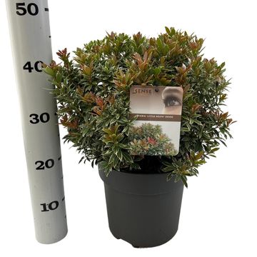 Pieris japonica 'Little Heath'