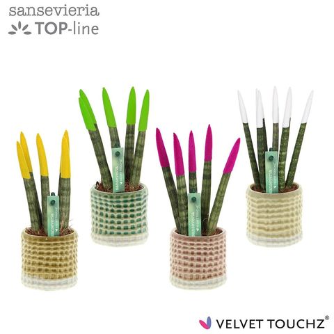 Sansevieria cylindrica VELVET TOUCHZ MIX