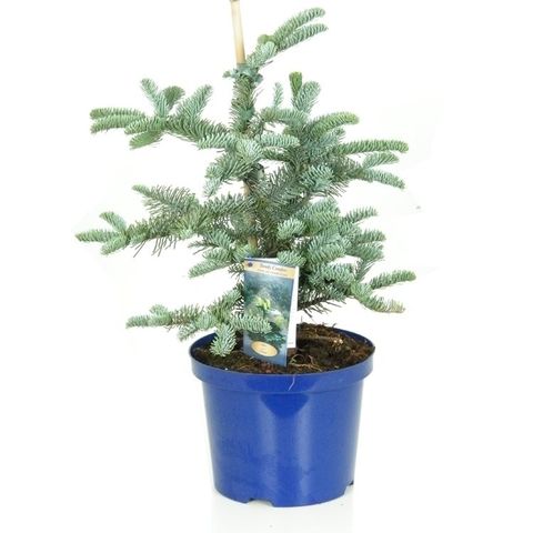 Abies procera 'Глаука'