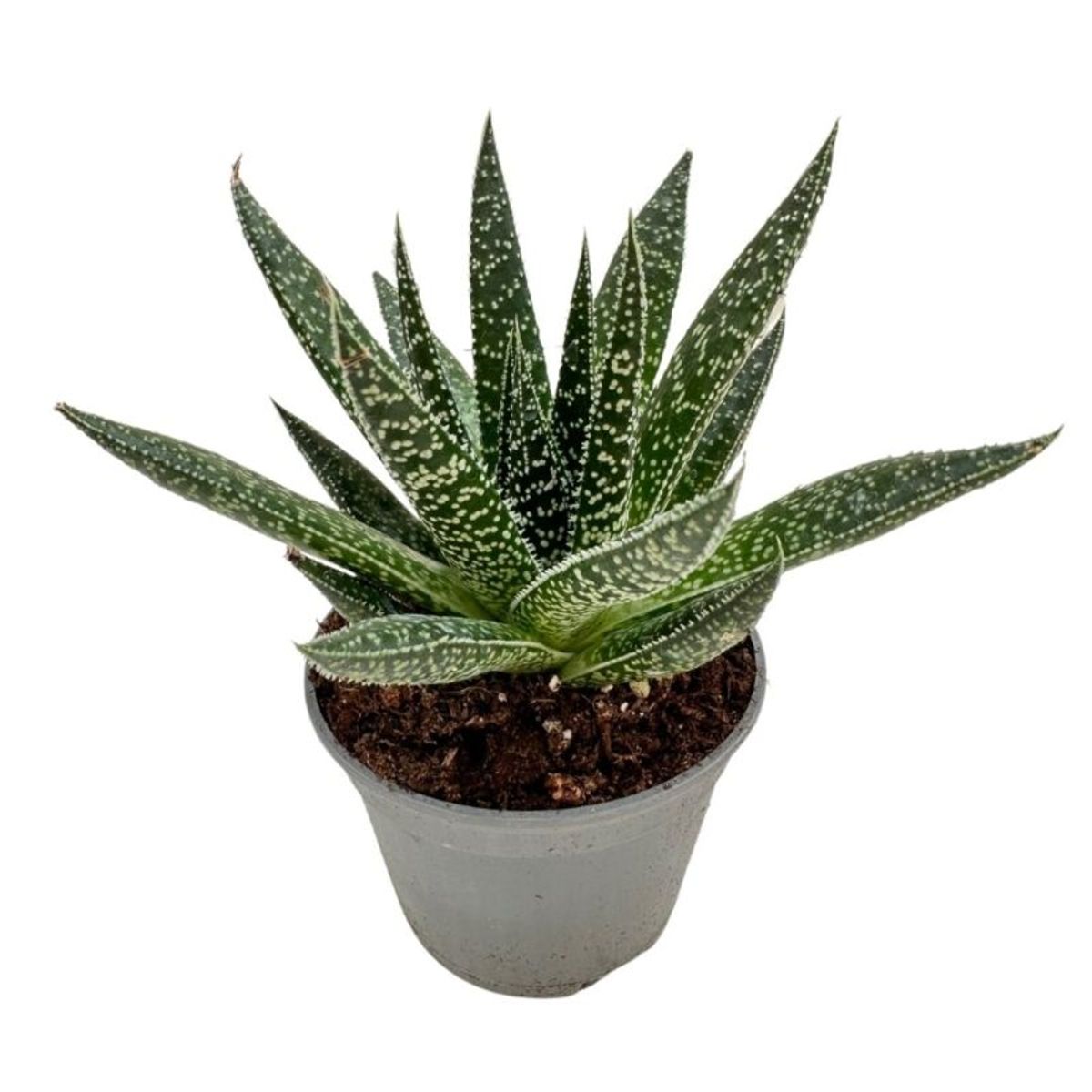 x Gasteraloe beguinii — Plant Wholesale FlorAccess