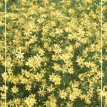 Coreopsis verticillata 'Moonbeam'