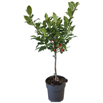 Ilex x meserveae 'Blue Maid'