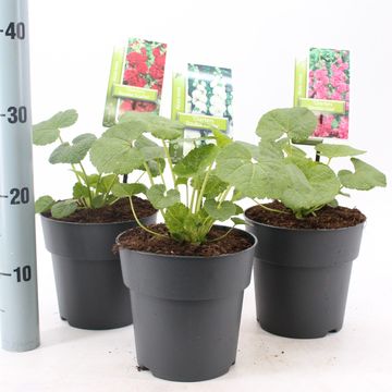 Alcea rosea CHATER'S DOUBLE MIX