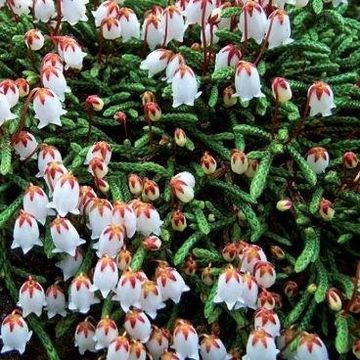 Cassiope lycopodioides 'Beatrice Lilley'