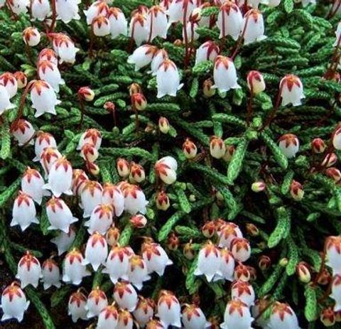 Cassiope lycopodioides 'Beatrice Lilley'