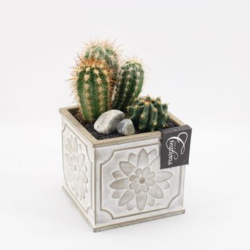Arrangement Cactus Essentials