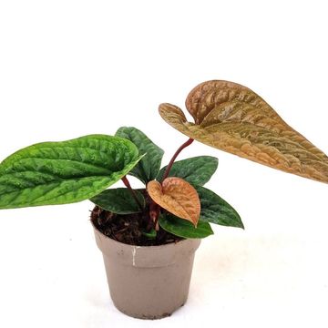 Anthurium radicans x luxurians