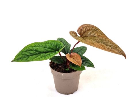 Anthurium radicans x luxurians