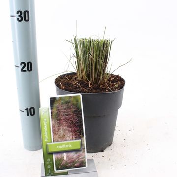 Muhlenbergia capillaris