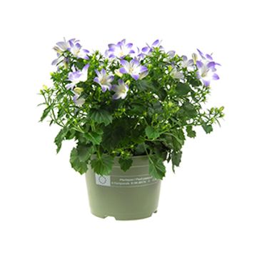 Campanula portenschlagiana 'Fancy Mee'