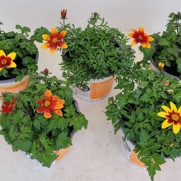 Bidens ferulifolia TAKA TUKA MIX