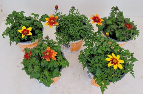 Bidens ferulifolia TAKA TUKA MIX