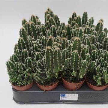 Cereus repandus 'Florida'