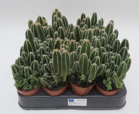 Cereus repandus 'Florida'