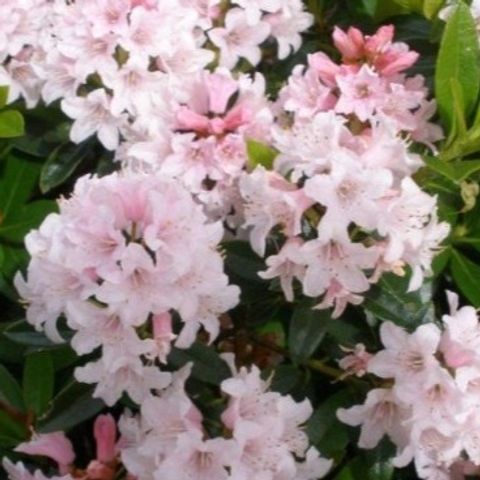 Rhododendron BLOOMBUX PINK