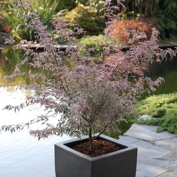 Acer palmatum 'Marlo'