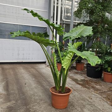 Alocasia 'Portodora'