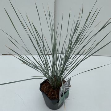 Helictotrichon sempervirens