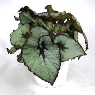 Begonia ESCARGOT