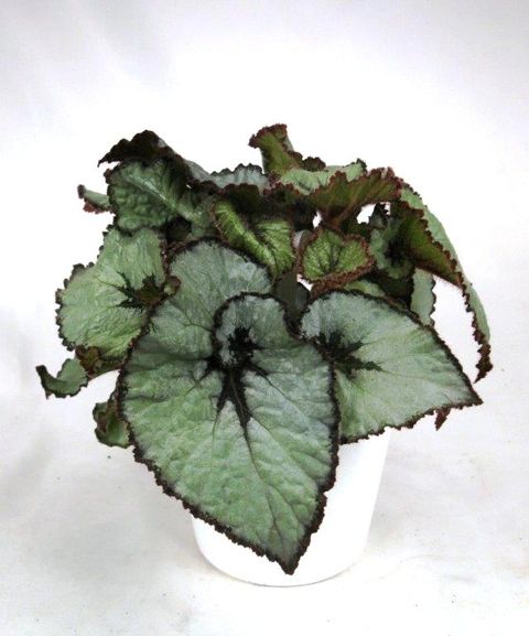 Begonia ESCARGOT