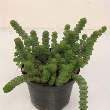 Crassula marnieriana 'Hottentot'