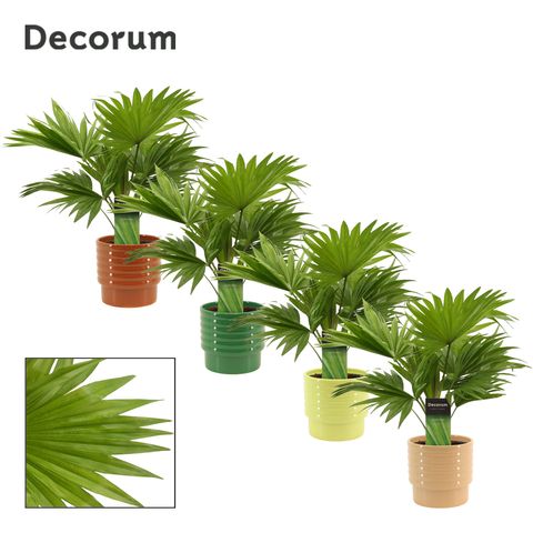 Livistona rotundifolia