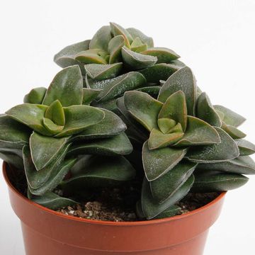 Crassula 'Springtime'